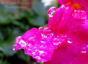 Cee’s fun foto challenge: Reflections in raindrops