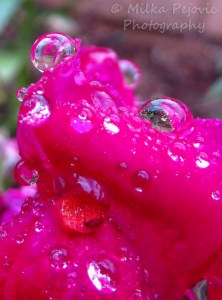 Cee’s fun foto challenge: Reflections in rain drops