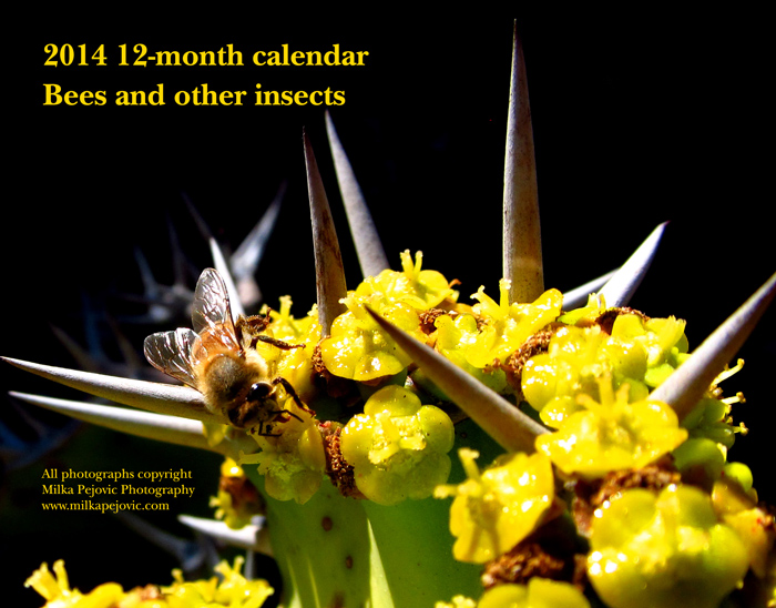 2014 12-month calendar - bees and other insects