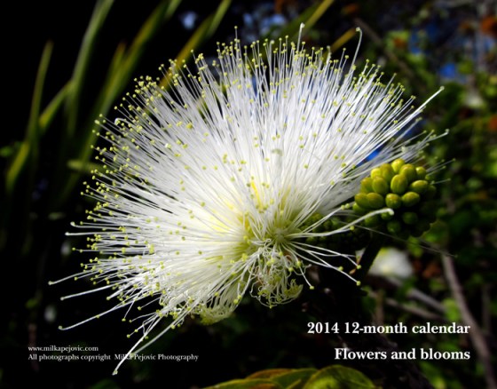 2014 12-month calendar - flowers and blooms