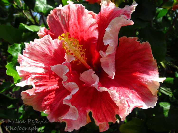 Pink and white hibiscus flower