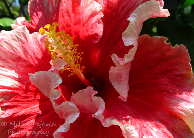 Macro Monday: close-up of a pink and white hibiscus bloom