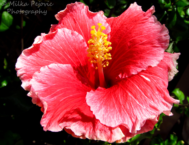Macro Monday: pink hibiscus flower