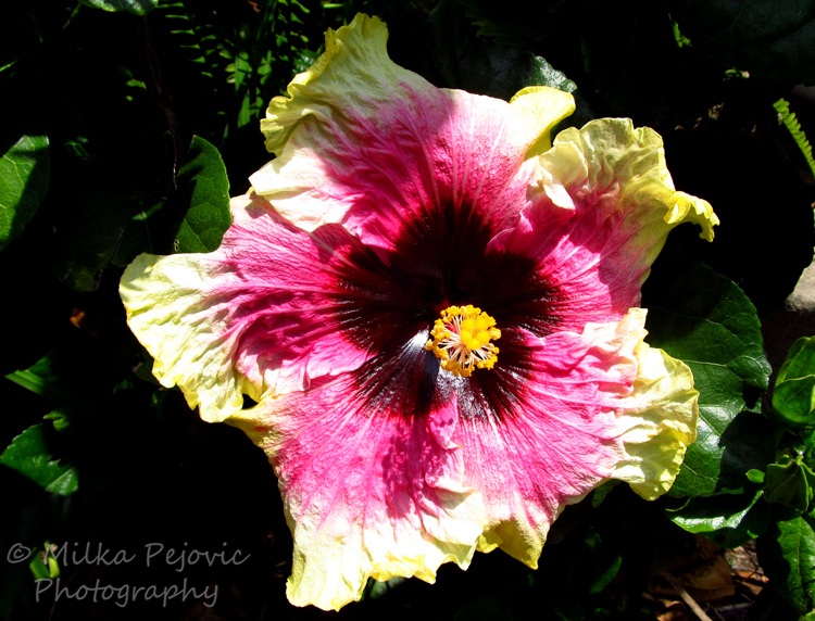 Purple and yellow hibiscus flowerPurple and yellow hibiscus flower