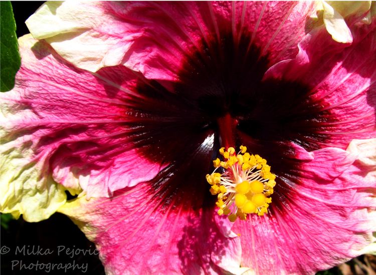 Close-up of a purple and yellow hibiscus bloom