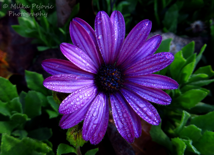 Dark purple aster flower with raindrops