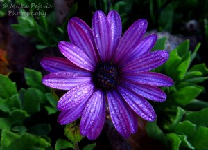 Dark purple aster flower with raindrops