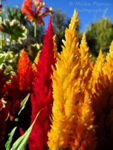Floral Friday Fotos: Celosia flowers look like flames
