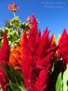 Red Celosia flowers