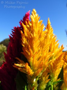 Yellow Celosia flowers