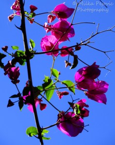 A word a week photo challenge: lines of a bougainvillea tree branches