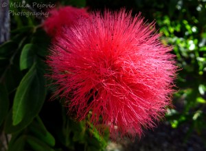 A word a week photo challenge: lines of a pink powder puff bloom