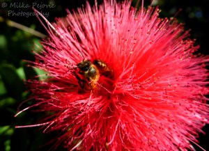 Macro Monday: bees on pink powder puff bloomMacro Monday: bees on pink powder puff bloom