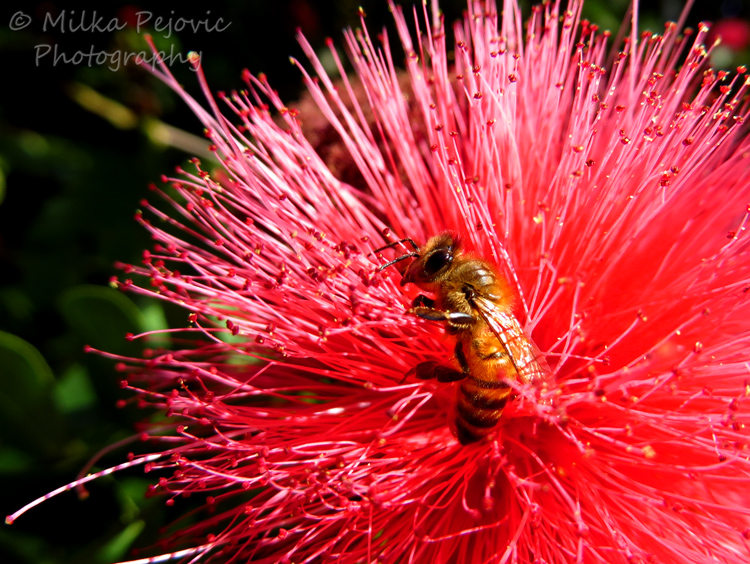 Close-up on a bee on pink powder puff flower