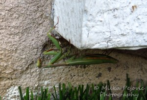 Macro Monday: juvenile praying mantis