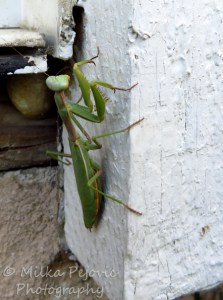 Macro Monday: green praying mantis