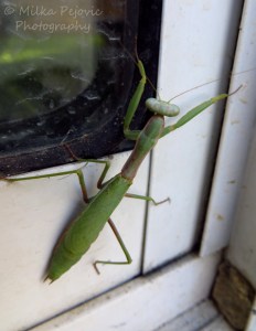 Close-up of a praying mantis