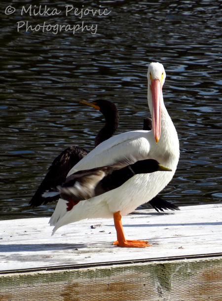 Wordpress weekly photo challenge: Unexpected duck flies in front of pelican