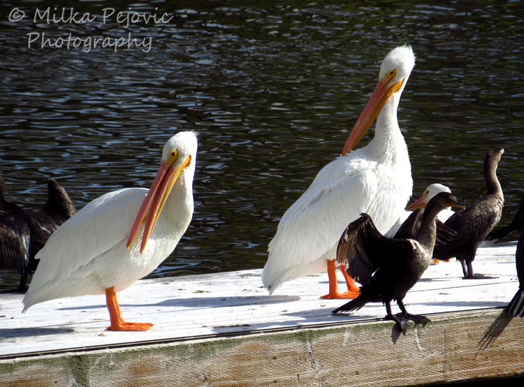 White pelicans in San Diego