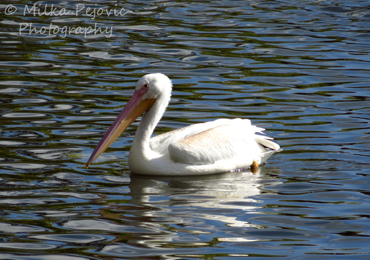 White pelican on water
