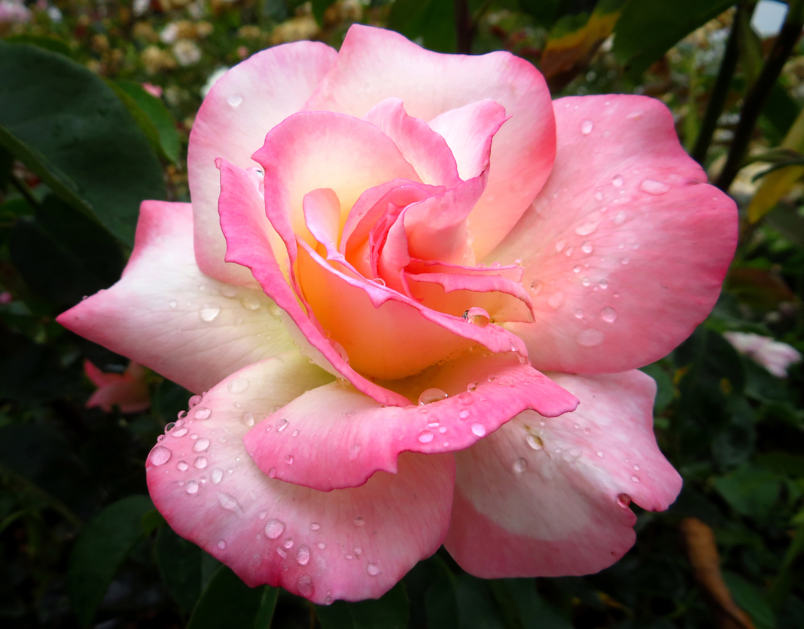 WordPress weekly photo challenge: Layers