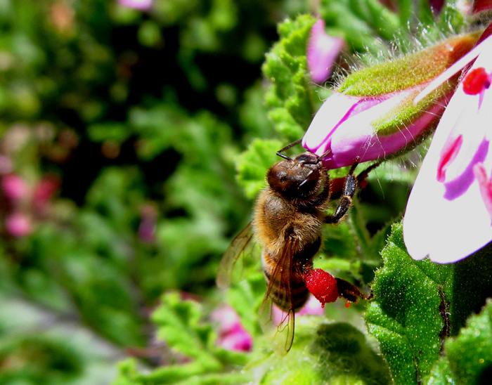 Ese’s Weekly Shoot & Quote Challenge: Buzz