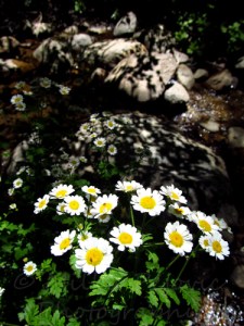 Shadows of tree leaves on rocks behind flowers