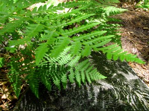 A word a week photo challenge: shadow of fern on rock