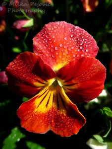 Wordpress weekly photo challenge: One red pansy