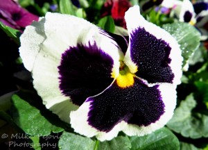 White and purple pansy