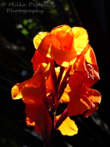 Orange gladiolus bloom