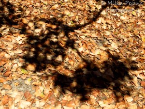 A word a week photo challenge: shadow of a tree on brown leaves