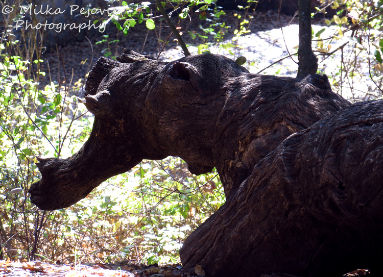 Dragon's head in a tree trunk