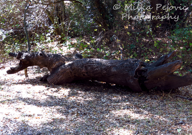 Dragon shape in a tree trunk