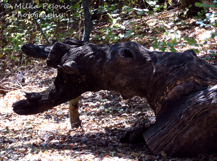 Dragon's head in a tree trunk