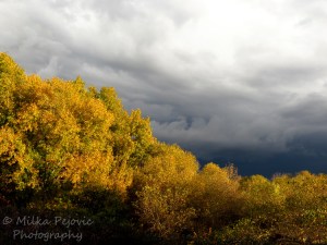 Contrast between trees in the sun and dark sky with clouds