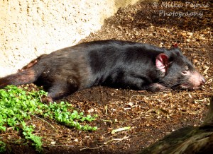 Macro Monday: Tasmanian devil at the San Diego zoo