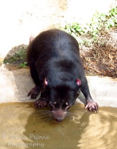 Macro Monday: Tasmanian devil drinking