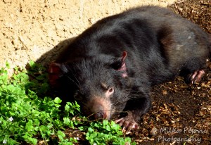 Tasmanian devil laying down