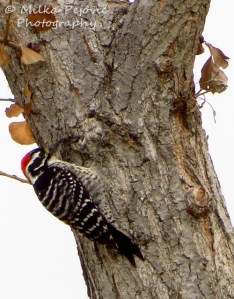 Wordpress weekly photo challenge: One Nuttall's woodpecker
