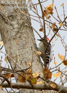 Nuttall's woodpecker in a tree