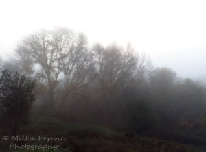 Winter fog in the trees in San Diego