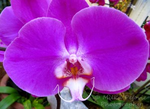 Macro Monday: purple orchid