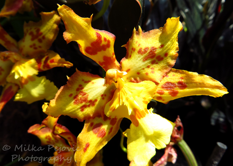 Yellow orchid