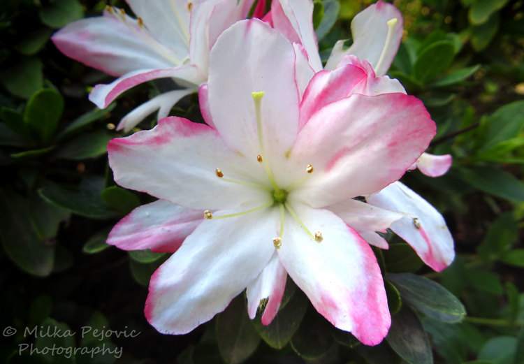 Close-up of a white azalea bloom
