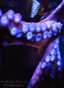 Suction cups of giant Pacific octopus