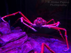 Japanese spider crab