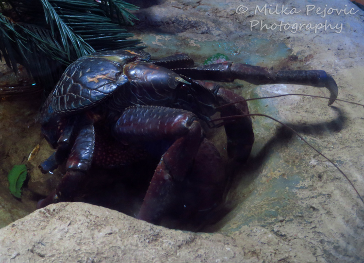 Coconut crab