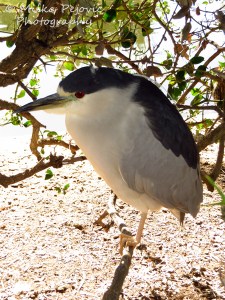 Macro Monday: Green heron