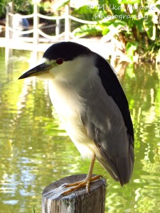 Close-up of green heron